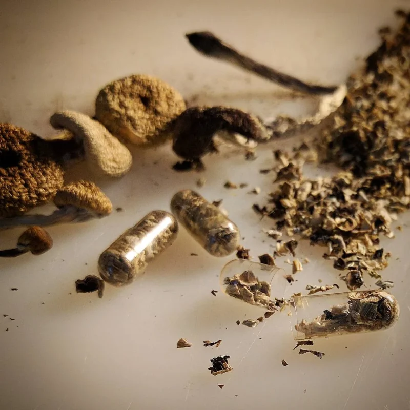 mushroom grow kit psilocybin, mushroom growing kit psilocybin, psilocybin mushroom growing kit​, can you smoke psilocybin mushrooms, drying psilocybin mushrooms​, order psilocybin mushrooms online​, psilocybin mushroom grow kits, psilocybin mushrooms kits, how to dry psilocybin mushrooms, psilocybin mushroom buy, psilocybin mushroom kit​, are psilocybin mushrooms addictive​, psilocybin azurescens​, psilocybin growth kit, grow your own psilocybin mushrooms, how to store psilocybin mushrooms​, psilocybin grow kit, australian psilocybin mushrooms​, buy psilocybin mushrooms, can you smoke psilocybin mushrooms, picking psilocybin mushrooms, where to buy psilocybin mushrooms​, buy psilocybin, where can i buy psilocybin mushrooms, buy psilocybin mushrooms online, price of psilocybin mushrooms, psilocybin mushroom cost, order psilocybin mushrooms online, psilocybin depression, psilocybin depressionen,psilocybin studie teilnehmen, psilocybine depression, psilocybin azurescens, psilocybin mushroom art, psilocybine microdosing​, psilocybine therapie baden württemberg​, psilocybin dosierung, essai clinique psilocybine france​, psilocybine achat, psilocybine et bipolarité​, psilocybin azurescens, microdosage psilocybine avis, psilocybine acheter, acheter psilocybine​, psilocybin mushroom grow kit, how much does psilocybin cost​, can psilocybin mushrooms go bad, do psilocybin mushrooms go bad, psilocybin mushrooms bc, psilocybine québec, are psilocybin mushrooms addictive, psilocybin mushroom art​, picking psilocybin mushrooms, psilocybin tolerance calculator, growing psilocybin mushrooms at home,