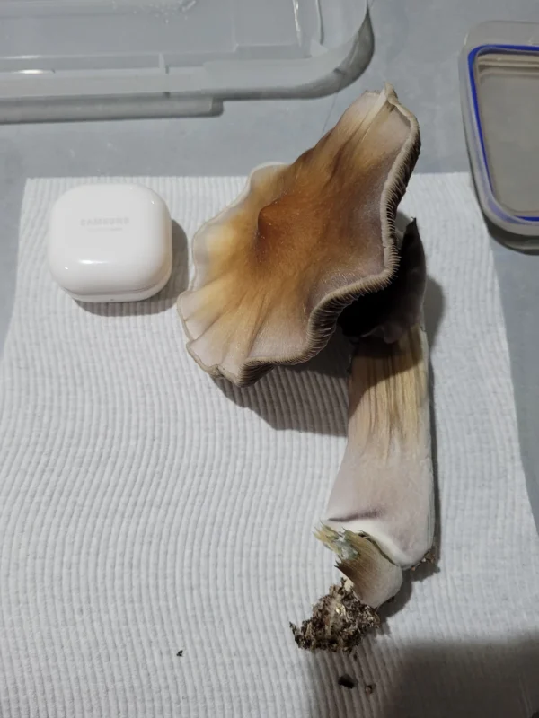 mushroom grow kit psilocybin, mushroom growing kit psilocybin, psilocybin mushroom growing kit, can you smoke psilocybin mushrooms, drying psilocybin mushrooms,
order psilocybin mushrooms online, psilocybin mushroom grow kits, psilocybin mushrooms kits, how to dry psilocybin mushrooms, psilocybin mushroom buy, psilocybin mushroom kit,
are psilocybin mushrooms addictive, psilocybin azurescens, psilocybin growth kit, grow your own psilocybin mushrooms, how to store psilocybin mushrooms, psilocybin grow kit,
australian psilocybin mushrooms, buy psilocybin mushrooms, can you smoke psilocybin mushrooms, picking psilocybin mushrooms, where to buy psilocybin mushrooms,
buy psilocybin, where can i buy psilocybin mushrooms, buy psilocybin mushrooms online, price of psilocybin mushrooms, psilocybin mushroom cost, order psilocybin mushrooms online,
psilocybin depression, psilocybin depressionen,psilocybin studie teilnehmen, psilocybine depression, psilocybin azurescens, psilocybin mushroom art, psilocybine microdosing,
psilocybine therapie baden württemberg, psilocybin dosierung, essai clinique psilocybine france, psilocybine achat, psilocybine et bipolarité, psilocybin azurescens,
microdosage psilocybine avis, psilocybine acheter, acheter psilocybine, psilocybin mushroom grow kit, how much does psilocybin cost, can psilocybin mushrooms go bad,
do psilocybin mushrooms go bad, psilocybin mushrooms bc, psilocybine québec, are psilocybin mushrooms addictive, psilocybin mushroom art, picking psilocybin mushrooms,
psilocybin tolerance calculator, growing psilocybin mushrooms at home,