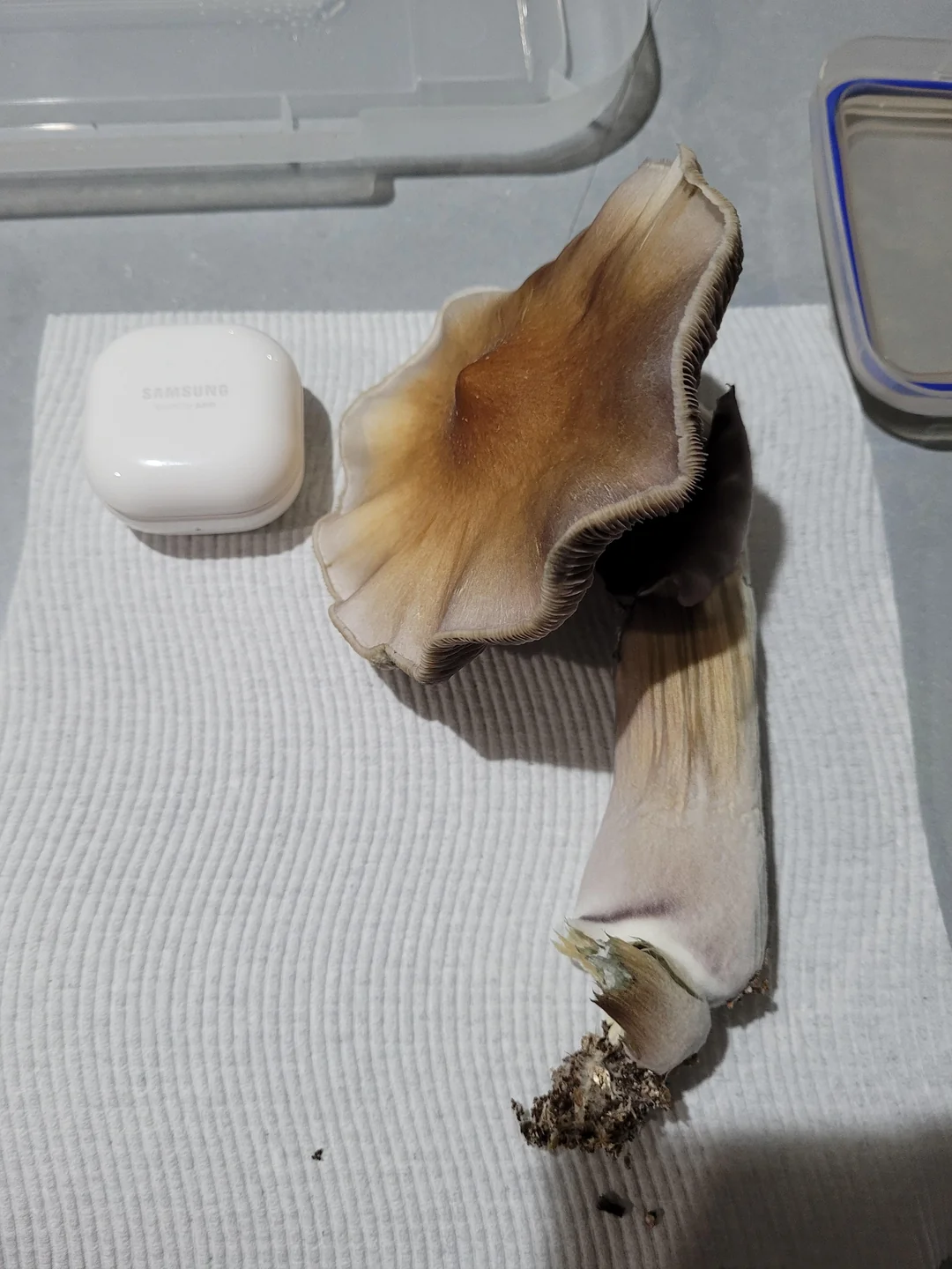 mushroom grow kit psilocybin, mushroom growing kit psilocybin, psilocybin mushroom growing kit​, can you smoke psilocybin mushrooms, drying psilocybin mushrooms​, order psilocybin mushrooms online​, psilocybin mushroom grow kits, psilocybin mushrooms kits, how to dry psilocybin mushrooms, psilocybin mushroom buy, psilocybin mushroom kit​, are psilocybin mushrooms addictive​, psilocybin azurescens​, psilocybin growth kit, grow your own psilocybin mushrooms, how to store psilocybin mushrooms​, psilocybin grow kit, australian psilocybin mushrooms​, buy psilocybin mushrooms, can you smoke psilocybin mushrooms, picking psilocybin mushrooms, where to buy psilocybin mushrooms​, buy psilocybin, where can i buy psilocybin mushrooms, buy psilocybin mushrooms online, price of psilocybin mushrooms, psilocybin mushroom cost, order psilocybin mushrooms online, psilocybin depression, psilocybin depressionen,psilocybin studie teilnehmen, psilocybine depression, psilocybin azurescens, psilocybin mushroom art, psilocybine microdosing​, psilocybine therapie baden württemberg​, psilocybin dosierung, essai clinique psilocybine france​, psilocybine achat, psilocybine et bipolarité​, psilocybin azurescens, microdosage psilocybine avis, psilocybine acheter, acheter psilocybine​, psilocybin mushroom grow kit, how much does psilocybin cost​, can psilocybin mushrooms go bad, do psilocybin mushrooms go bad, psilocybin mushrooms bc, psilocybine québec, are psilocybin mushrooms addictive, psilocybin mushroom art​, picking psilocybin mushrooms, psilocybin tolerance calculator, growing psilocybin mushrooms at home, how long do shrooms last​, how long do shrooms stay in your system​, shroom shroom, tub shroom​, can you smoke shrooms, how long does it take for shrooms to kick in, how long do shrooms take to hit​, how long does shrooms stay in your system, do shrooms show up on drug test, how long does a shroom trip last, how long does shrooms last, shroom cart, can you overdose on shrooms, how long do shrooms last in your system, how to make shroom tea, shrooms drug test​, when do shrooms peak​, how long are shrooms in your system, how long does it take shrooms to kick in, how long does shrooms take to hit, do shrooms show up in drug test, how long for shrooms to kick in, where can i buy shrooms​, how long do shrooms last in system, how long do shrooms show up on drug tests, how long does shrooms last in system, 1 gram of shrooms, can you overdose from shrooms, how long does a shroom high last, how long does shrooms high last, how long does shroom trip last, how much shrooms to take, lsd vs shrooms, polka dot shroom bar, polkadot shroom bar, shroom carts, where do you buy shrooms, can u smoke shrooms, smoking shrooms,
